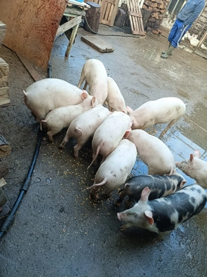 Purcei 12 săptămâni 13disponibili  - imagine 3