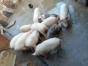 Purcei 12 săptămâni 13disponibili  - imagine 4