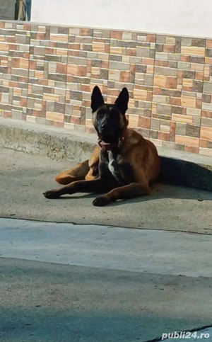 ciobanesc belgian malinois