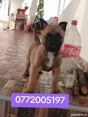 ciobanesc belgian malinois - imagine 3