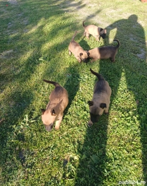 ciobanesc belgian malinois - imagine 4
