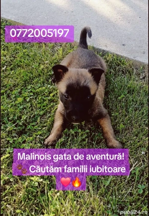 caței belgian malinois - imagine 4