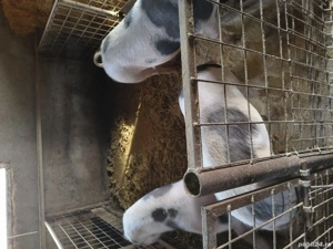 vand porci de carne crescuti bio - imagine 2