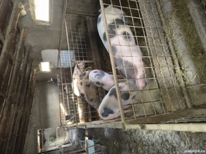 vand porci de carne crescuti bio - imagine 3