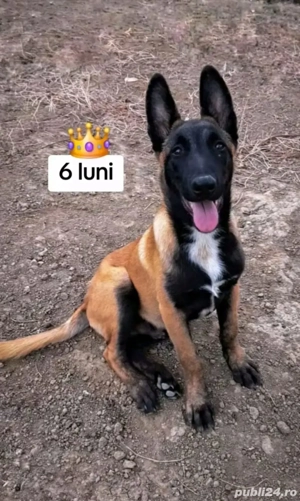 pui ciobanesc belgian malinois - imagine 4