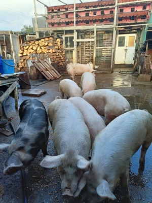 Porci pentru sacrificat între 80 și 120 kg - imagine 3