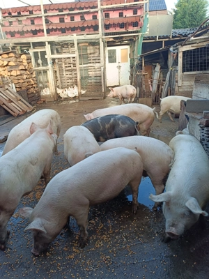 Porci pentru sacrificat între 80 și 120 kg - imagine 2