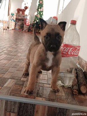 caței belgian malinois