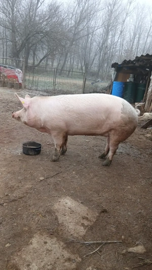 De vanzafe  - imagine 2