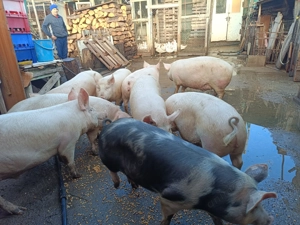 Porci pentru sacrificat între 80 și 120 kg - imagine 4