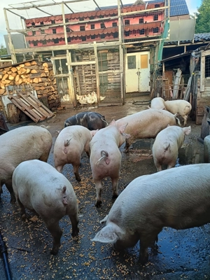 Porci pentru sacrificat între 80 și 120 kg - imagine 5
