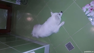 pomeranian spitz pitic  - imagine 2