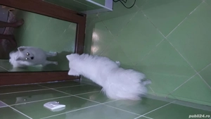 pomeranian spitz pitic  - imagine 3