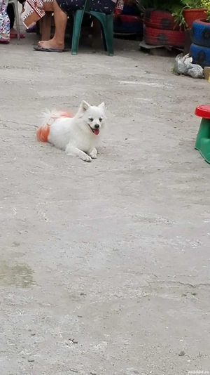 pomeranian spitz pitic  - imagine 5