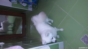 pomeranian spitz pitic 