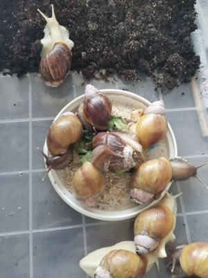 Melcii Africani Gigant - imagine 2