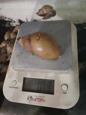 Melcii Africani Gigant