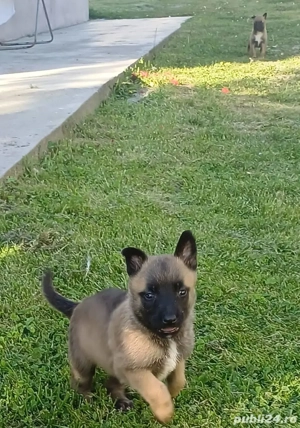 caței belgian malinois - imagine 5