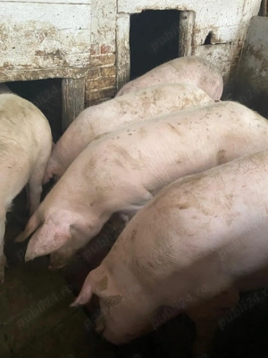 Vând porci de carne 100-120 kg crescuti cu porumb si trifoi - imagine 2