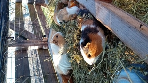 Vand porcusori guineea 