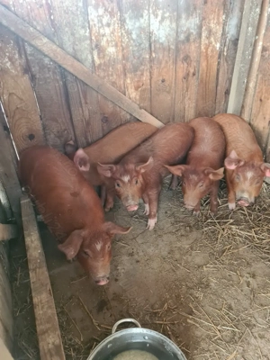 Vand purcei rasa duroc - imagine 2