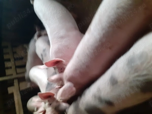 Porci de vanzare  - imagine 4