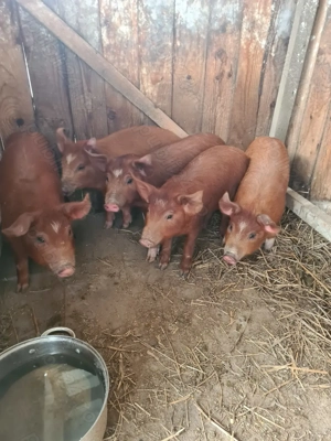 Vand purcei rasa duroc - imagine 3