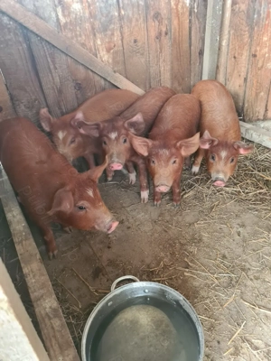 Vand purcei rasa duroc - imagine 4