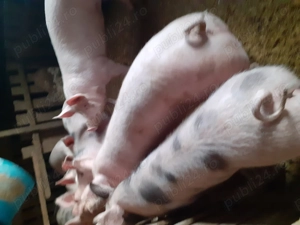 Porci de vanzare  - imagine 5