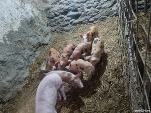  purcei.     - imagine 2