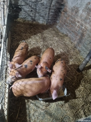  purcei.     - imagine 3