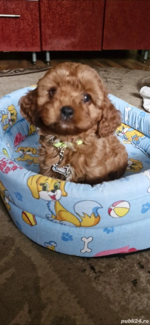 vand cavapoo  - imagine 3