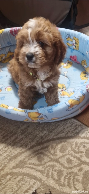 vand cavapoo 
