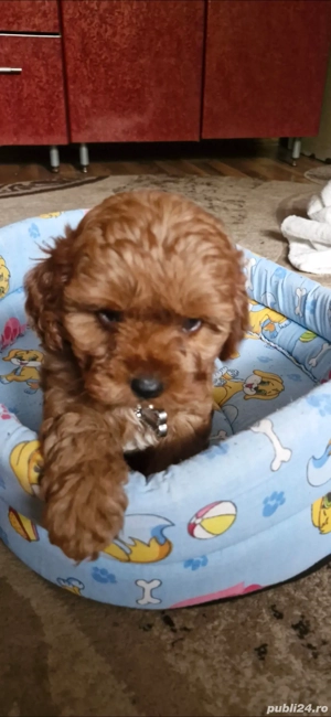 vand cavapoo  - imagine 2