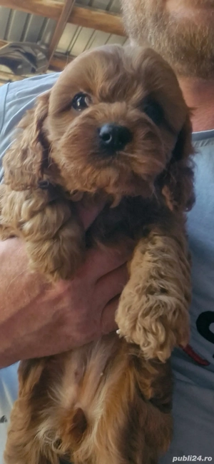 vand cavapoo  - imagine 4