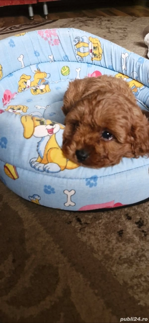 vand cavapoo  - imagine 5