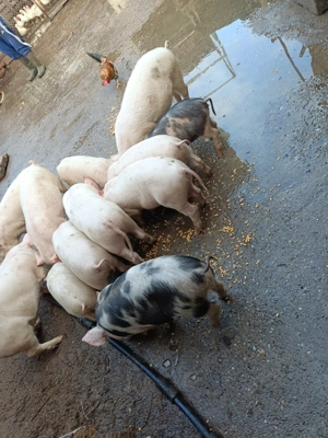 Purcei 12 săptămâni 13disponibili  - imagine 3