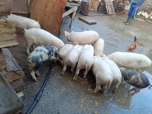 Purcei 12 săptămâni 13disponibili  - imagine 5