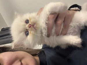 Pui pisică persană - imagine 2