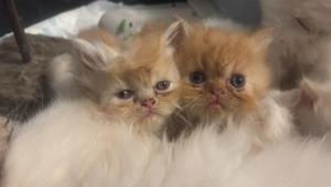 Pui pisică persană