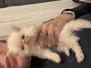 Pui pisică persană - imagine 3