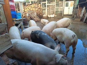 Porci de la 80 la 120 kg