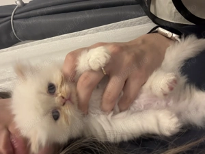 Pui pisică persană - imagine 4