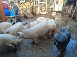 Porci de la 80 la 120 kg - imagine 3