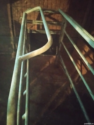 boxă fătare scroafe  - imagine 5