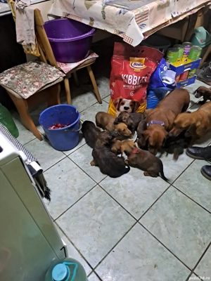 Pui Teckel - imagine 4