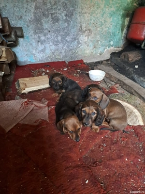 Pui Teckel - imagine 5