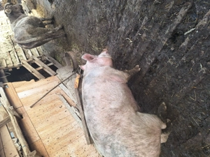 Porci de vanzare 14 lei kg 