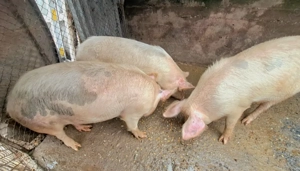 Porci purcei de vanzare