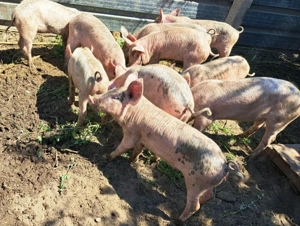 Porci purcei de vanzare - imagine 2